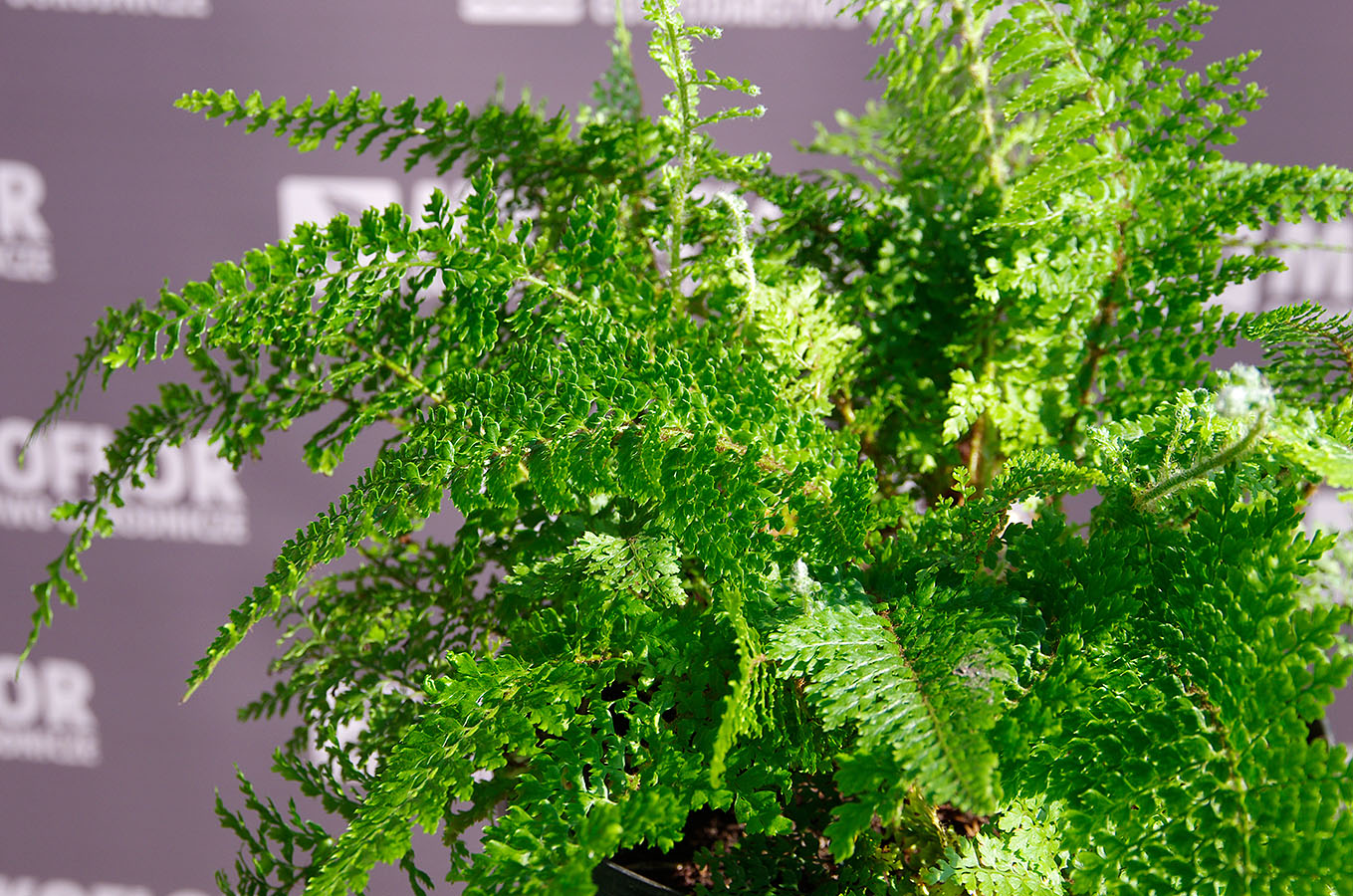 Polystichum setiferum Plumosum Densum
