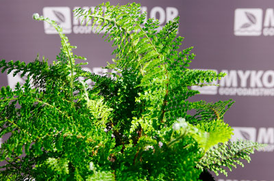 Polystichum setiferum Plumosum Densum – zbliżenie liści