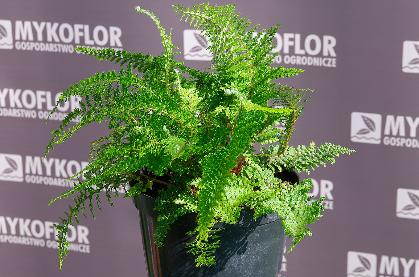 Polystichum setiferum Plumosum Densum