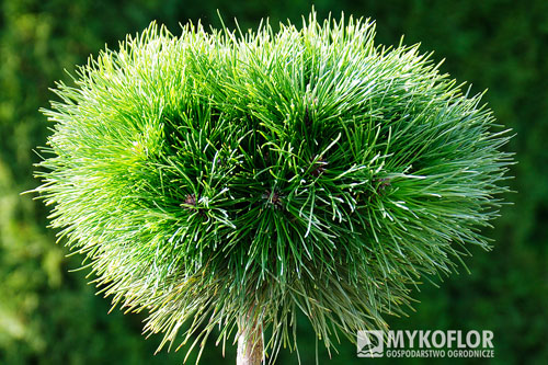 Pinus x nigra Bayo