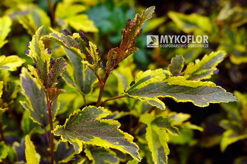 Physocarpus opulifolius Mozaika Physocarpus opulifolius Mozaika