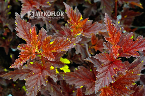 Physocarpus opulifolius Salamandra Physocarpus opulifolius Salamandra