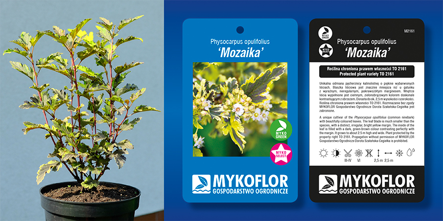 Przykładowa roślina oferowana do sprzedaży wraz z etykietą