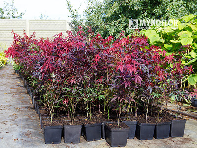 Acer palmatum Atropurpureum – materiał oferowany do sprzedaży