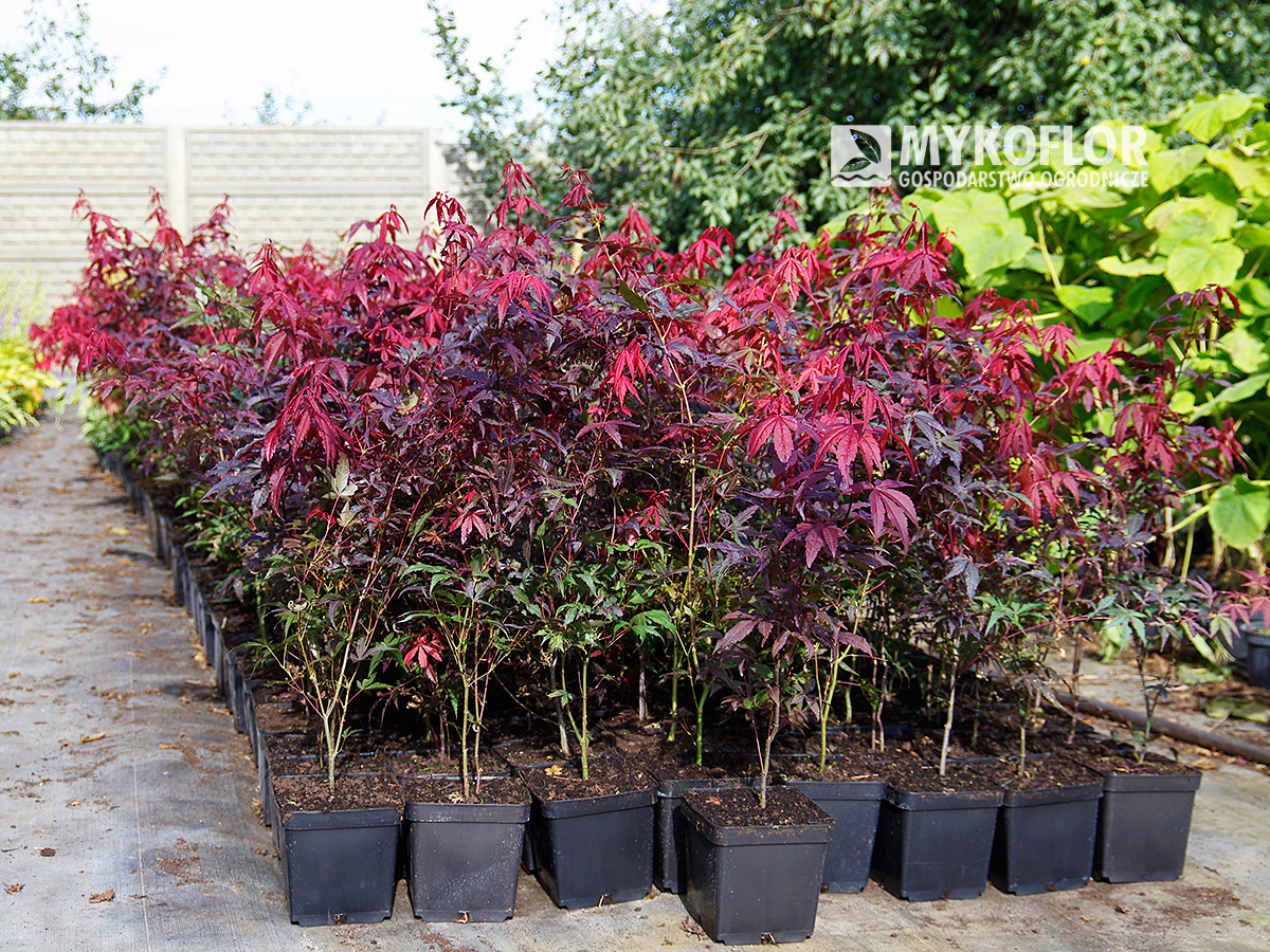 Acer palmatum Atropurpureum – materiał oferowany do sprzedaży