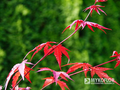 Acer palmatum Atropurpureum – zbliżenie liści