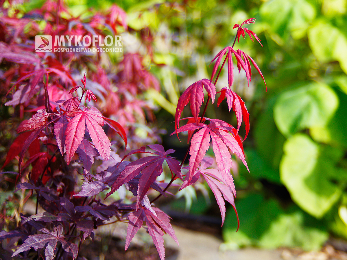 Klon palmowy Atropurpureum – zbliżenie liści