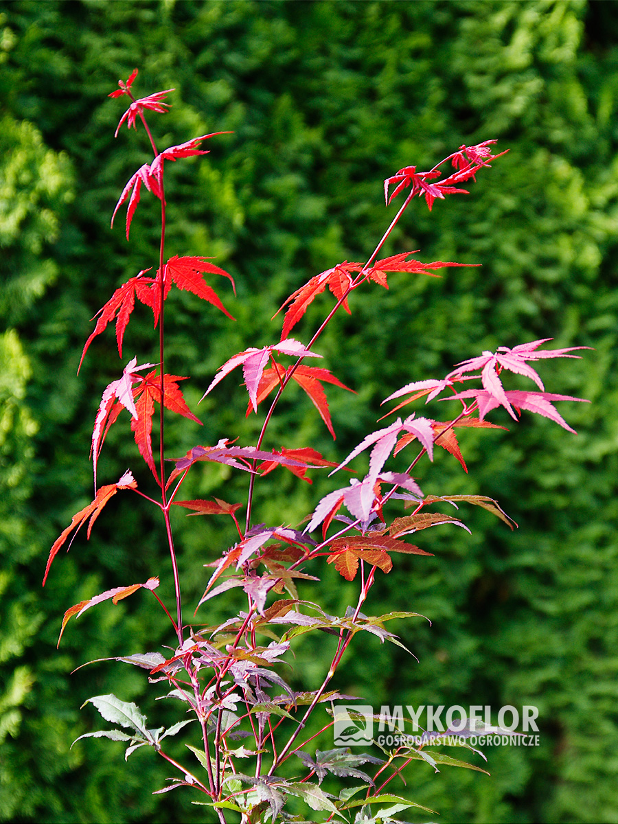 Klon palmowy Atropurpureum – zbliżenie