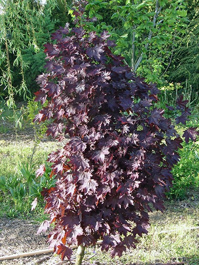 Acer platanoides Crimson Sentry