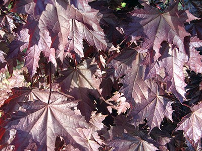 Acer platanoides Crimson Sentry