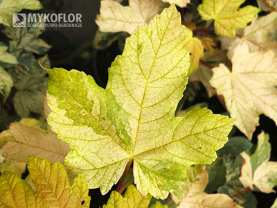 Acer pseudoplatanus Esk Sunset – liście