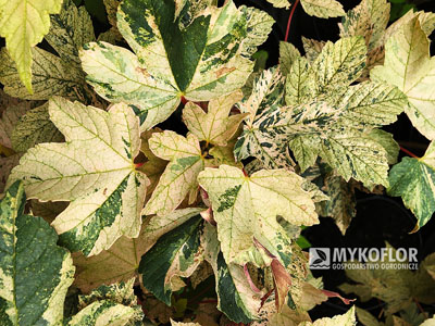 Acer pseudoplatanus Esk Sunset – liście
