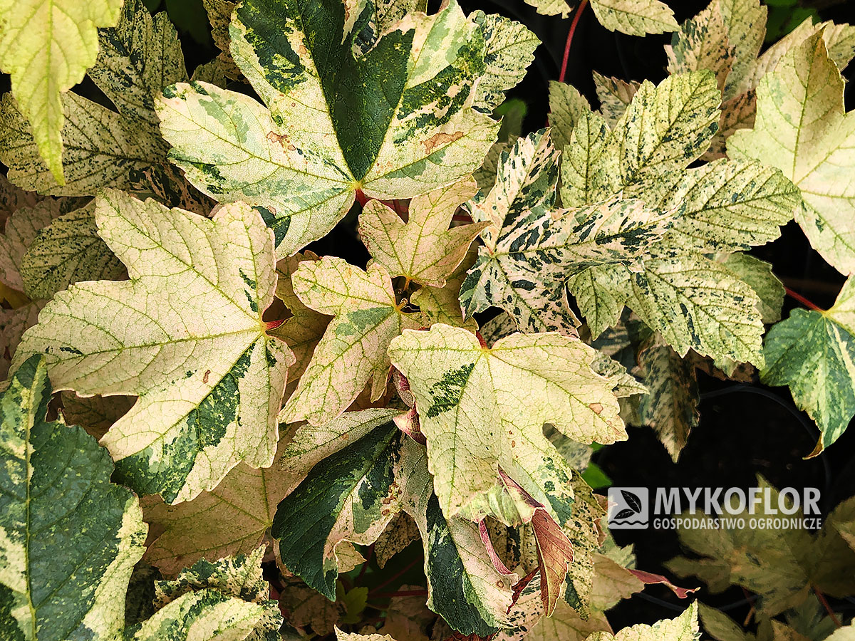 Acer pseudoplatanus Esk Sunset – liście