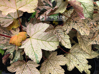 Acer pseudoplatanus Esk Sunset – liście