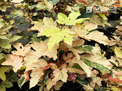 Acer pseudoplatanus Esk Sunset – liście