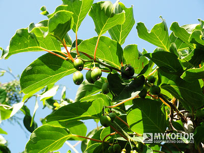 Actinidia arguta Issai – owoce