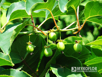 Aktinidia ostrolistna Issai – owoce