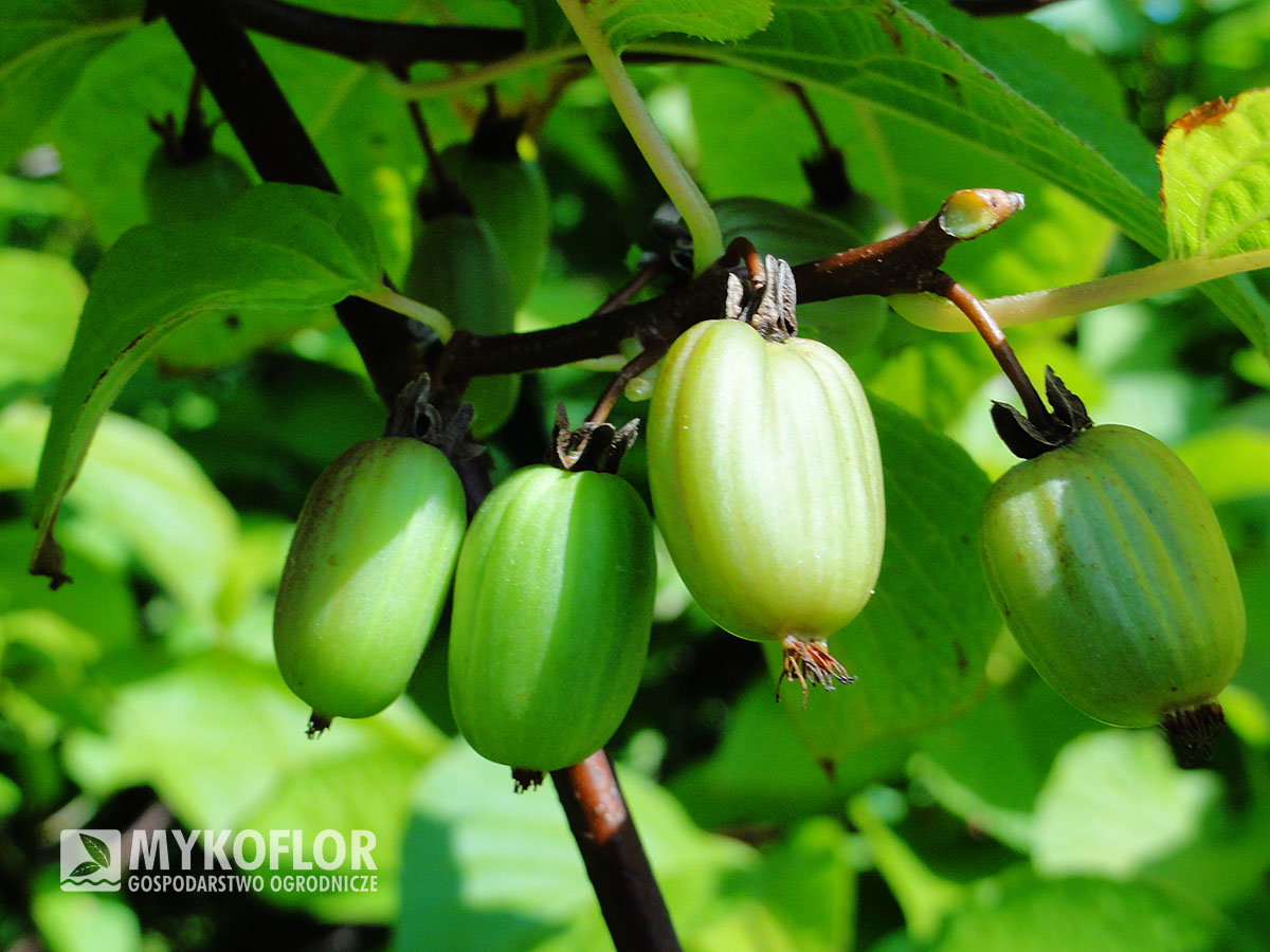 Actinidia kolomikta Dr Szymanowski – owoce