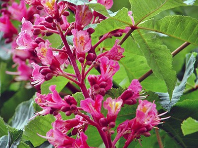 Aesculus carrnea Briotii