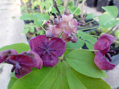 Akebia Quintana