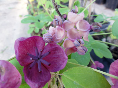 Akebia Quintana