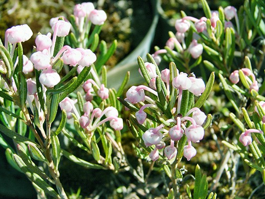 Andromeda polifolia Compacta