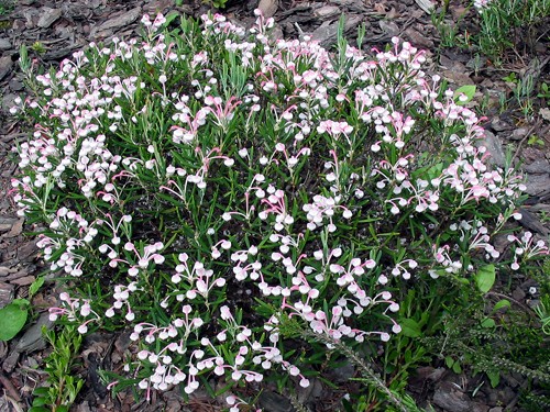 Andromeda polifolia Compacta