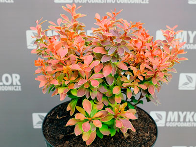 Berberis thunbergii 'Admiration' PBR - przykładowa roślina oferowana do sprzedaży