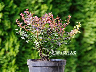 Berberis thunbergii Atropurpurea Nana – przykładowy materiał oferowany do sprzedaży