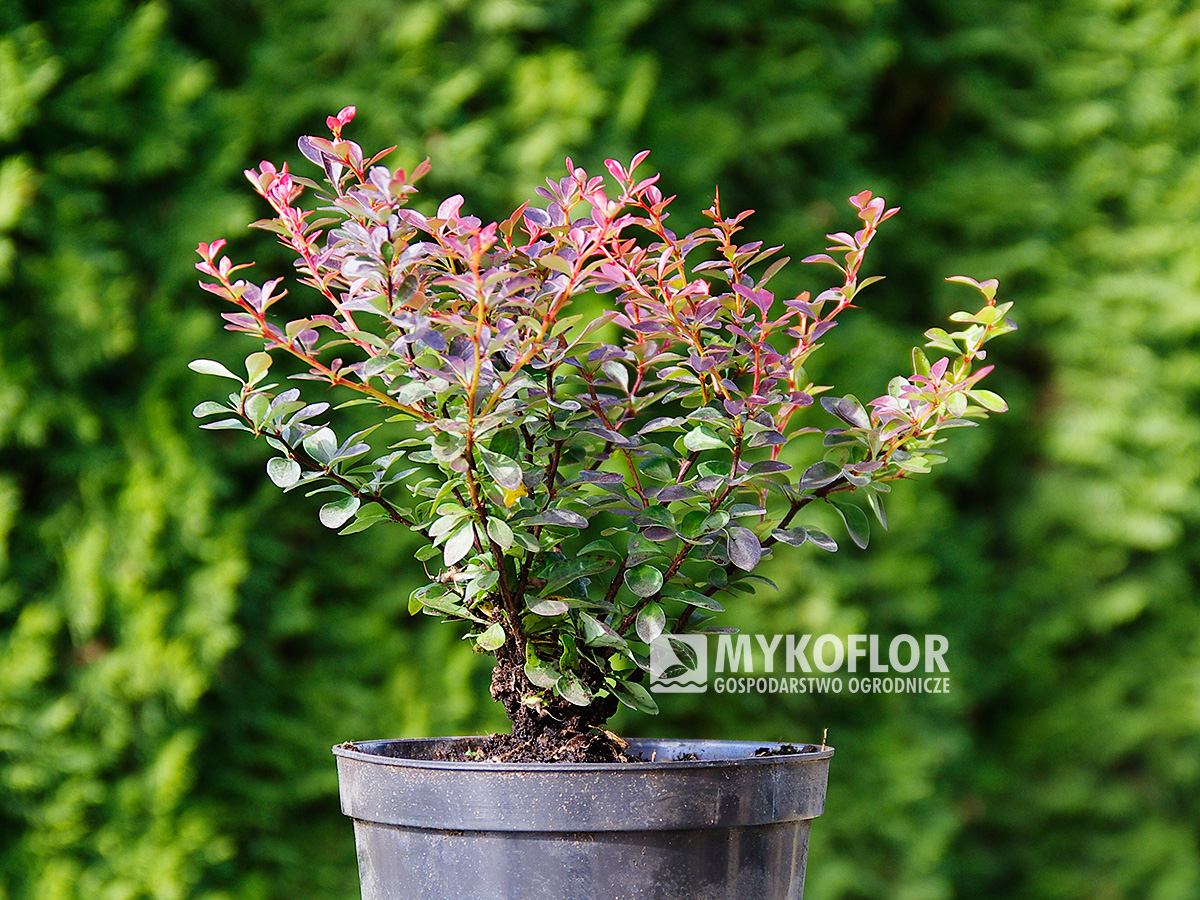 Berberis thunbergii Atropurpurea Nana – przykładowy materiał oferowany do sprzedaży