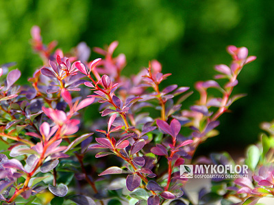 Berberys Thunberga Atropurpurea Nana – zbliżenie liści