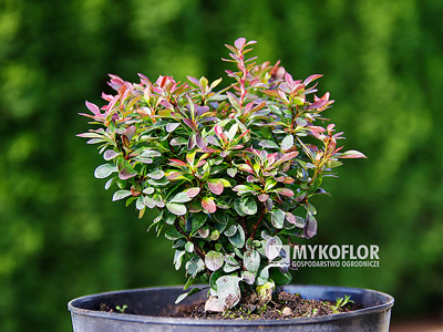 Berberis thunbergii Bagatelle – przykładowy materiał oferowany do sprzedaży