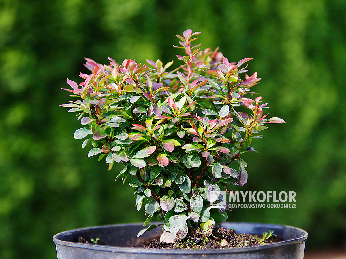 Berberis thunbergii Bagatelle – przykładowy materiał oferowany do sprzedaży
