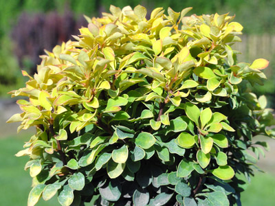 Berberys Goldalita