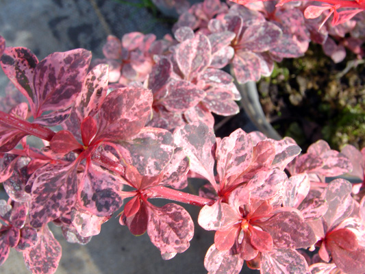 Berberis thunbergii Harlequin