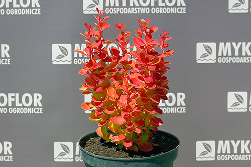 Berberis thunbergii Orange Ice PBR  – przykładowa roślina oferowana do sprzedaży