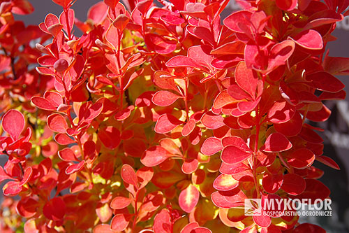 Berberis thunbergii Orange Ice PBR – zbliżenie liści