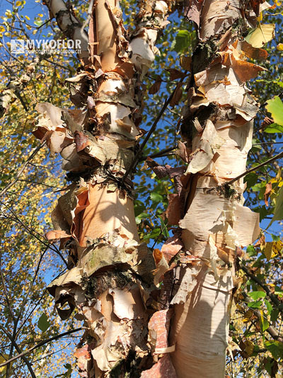 Betula nigra Fox Valley