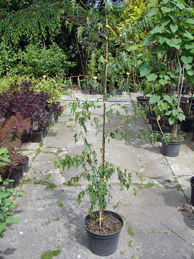 Betula pendula Laciniata