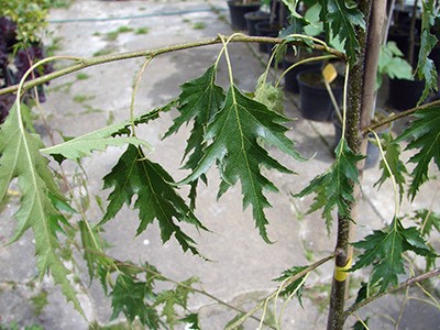 Betula pendula Laciniata