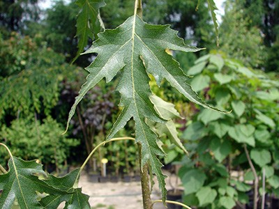 Betula pendula Laciniata