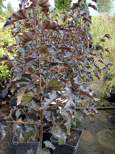 Betula pendula Purpurea