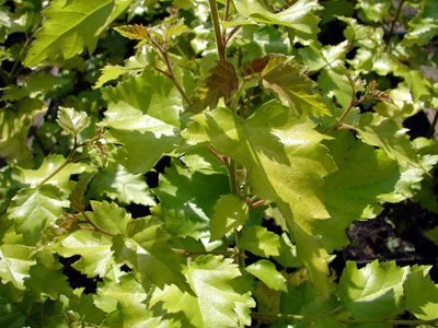 Betula pendula Schneverdingen Goldbirke