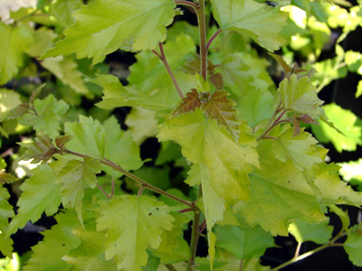 Betula pendula Schneverdingen Goldbirke
