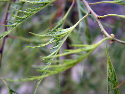 Betula pendula Trost Dwarf