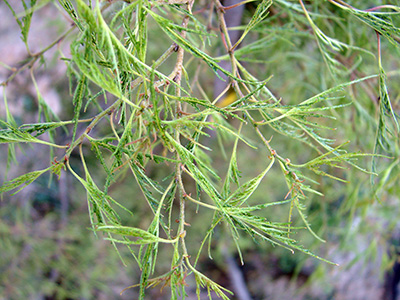 Betula pendula Trost Dwarf