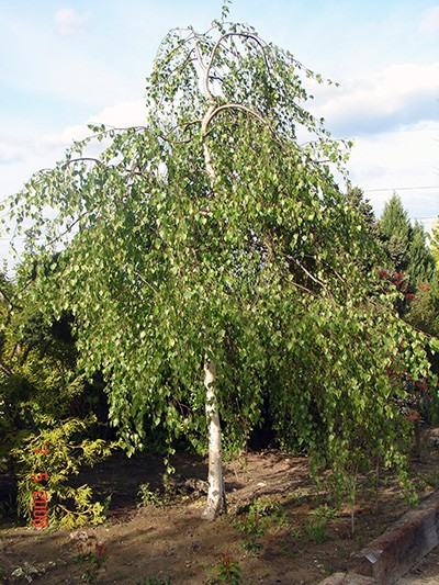 Betula pendula Youngii