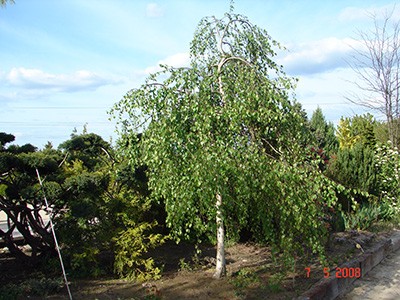 Betula pendula Youngii