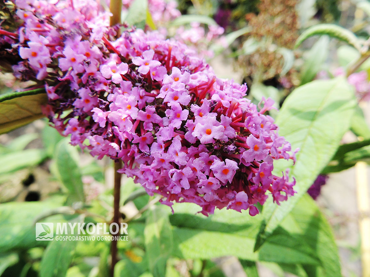 Buddleja davidii Pink Delight – zbliżenie kwiatostanu