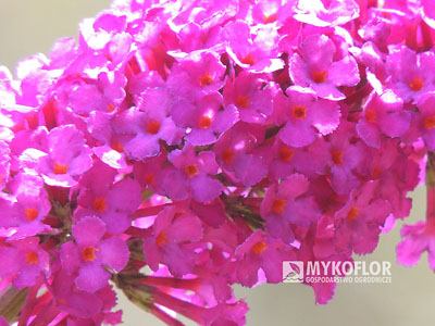 Buddleja davidii Royal Red – zbliżenie kwiatostanu